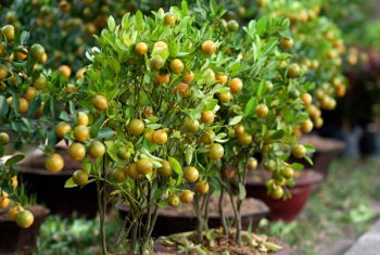 Sai lầm khi xử lý quả phật thủ, quất cảnh sau Tết