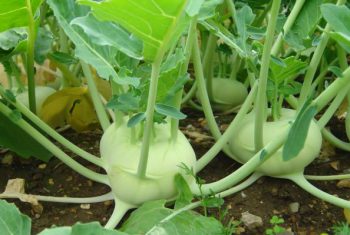 Su hào làm thuốc