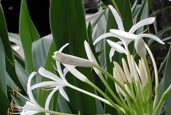 Náng hoa trắng – “Khắc tinh” của Phì đại tiền liệt tuyến