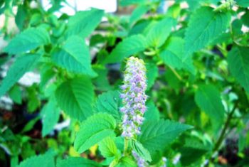 Kinh giới tuệ – Vị thuốc giải mẫn cảm, ngăn ngừa viêm xoang mũi tái phát