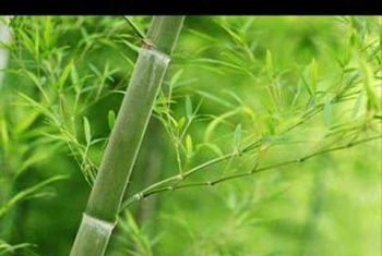 10 công dụng nên thử của lá tre