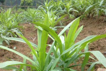 Đặc điểm và những tác dụng của cây Bồ Công Anh