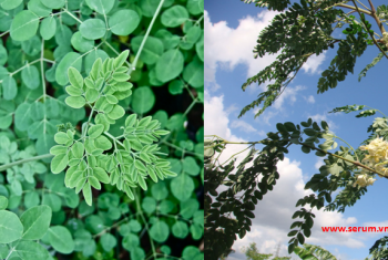 SỰ THẦN KỲ CỦA CÂY TRÙNG NGÂY