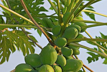 Tổng hợp kinh nghiệm về tác dụng của cây đu đủ