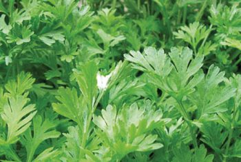 Cây Ngải Cứu – Một thảo dược quý