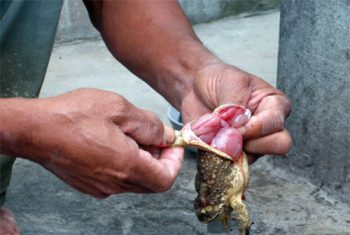 Ngộ độc Cóc – Chẩn đoán và điều trị