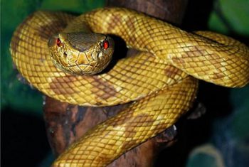 Cấp cứu và xử trí khi bị rắn độc cắn