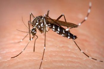 Thêm 2 trường hợp nhiễm virus Zika tại Việt Nam