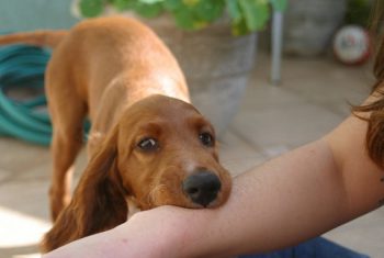 Kiến thức sơ cứu cơ bản: khi bị chó, mèo cắn.