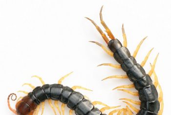 Bé trai nhập viện do côn trùng cắn.