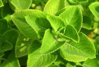 Bài thuốc trị hôi miệng.