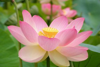 15 công dụng tuyệt vời của củ sen với sức khỏe