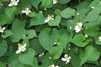 Rau diếp cá – Kháng sinh thảo dược