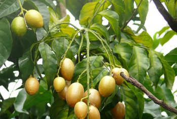 Giảm đau do viêm họng với cây hồng bì