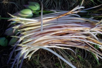 Ngó sen – Thuốc cầm máu, tráng dương