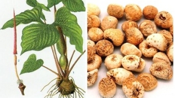 Bài thuốc chữa đau dạ dày.