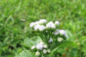 Cỏ hôi trị viêm xoang