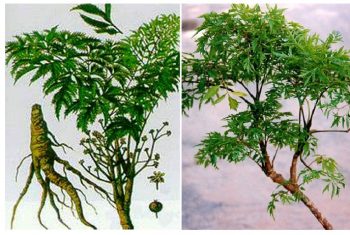 Đinh lăng hoạt huyết, an thần, tiêu viêm