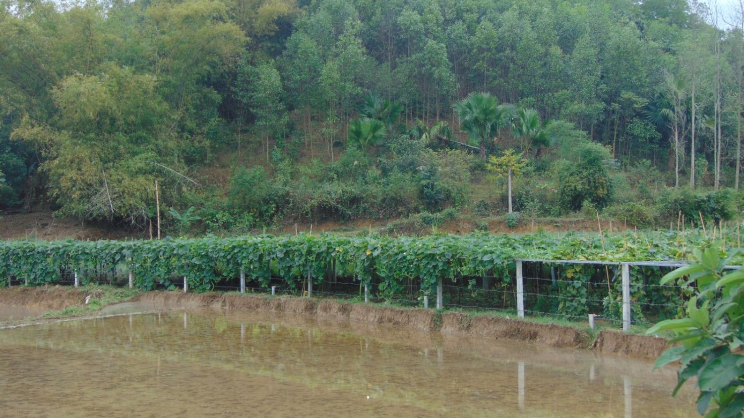 Dàn bí đao(1)
