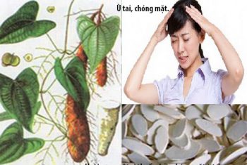 Bài thuốc chữa chóng mặt ù tai
