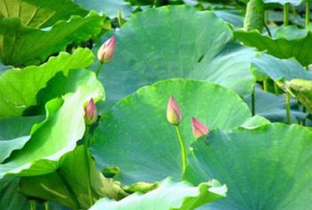 Lá sen chữa bệnh.