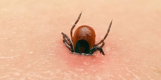 lyme 660x330