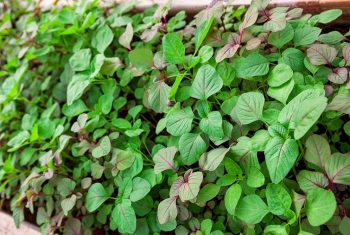 Dền: cây rau, cây thuốc quý