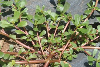 Vị thuốc đặc hiệu từ rau dại vườn nhà