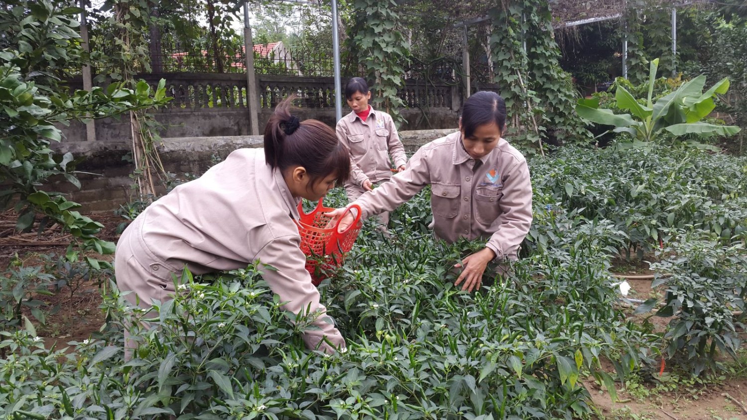 Thu hoạch 2(1)