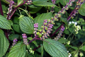 10 bài thuốc phòng trị cảm lạnh