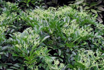 Muồng truổng trị đau nhức xương khớp, viêm gan