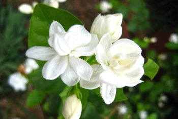 9 bài thuốc giúp ngủ ngon