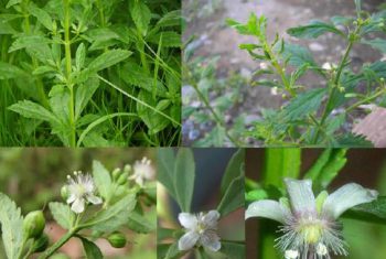 Cam thảo nam giải độc, lợi tiểu