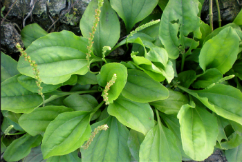 Mã đề – bài thuốc hay chữa chứng hoa mắt, chóng mặt