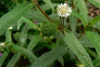 Một số cây thuốc có tác dụng cầm máu