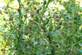 Thứ Năm 30/8/2018 10:53:50 AM Kỳ diệu cúc lục lăng – cây thuốc Việt trị viêm amidan, viêm họng ít người biết đến