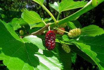 Lá dâu trị cảm mạo, dịu ho.