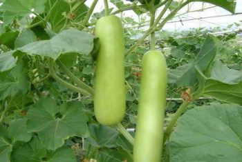 Thuốc từ quả bầu