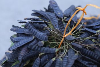 Quả bồ kết, thông khiếu khứ đờm