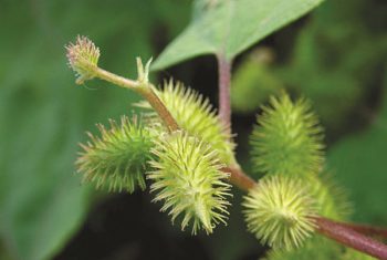 Đông y điều trị ngạt mũi