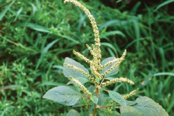 Rau dền gai chữa viêm họng