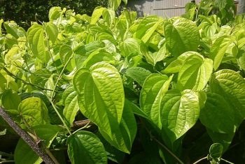 Trị dứt điểm khí hư vùng kín bằng cây lá vườn nhà