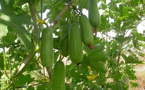 Bí đao thanh lọc cơ thể và sắc đẹp