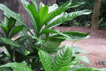 Lá xương sông trị ho tiêu đờm