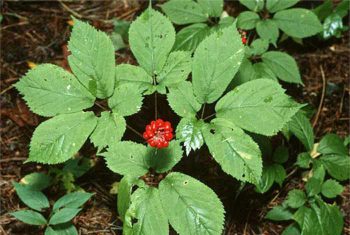 Tam thất trị chứng xuất huyết, suy nhược cơ thể