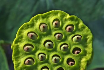 Thuốc nam chữa rong kinh