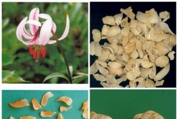 Món ăn – bài thuốc bổ phổi