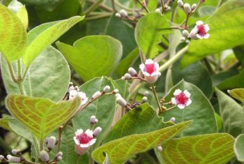 Mơ lông chữa bệnh đường ruột