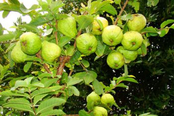 Cây ổi chữa bệnh đường tiêu hóa