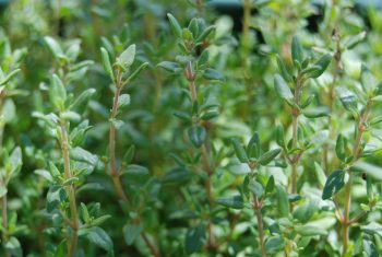 Cỏ xạ hương – thần dược tốt cho thần kinh và hô hấp